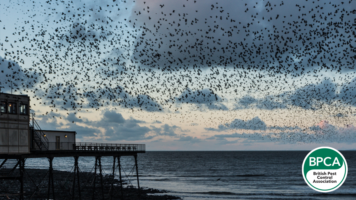 Huge amounts of starlings swarming Aberystwyth Pier is the site of one of the best known Starling murmurations, as during the winter large groups fly in at dusk from the surrounding countryside to roost under the pier, with the total number of birds in the 10,000s.